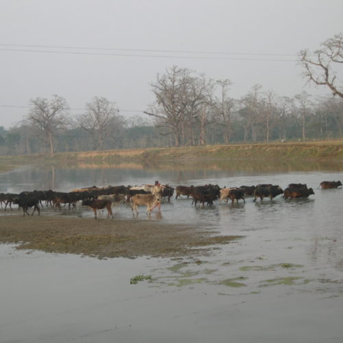 farmer with his cattle, chitwan Nepal trip