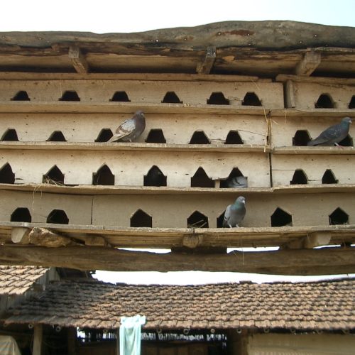 Farm house with pigeon nest chitwan Nepal trips