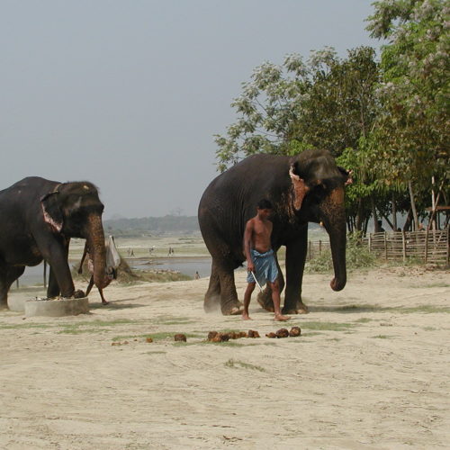Elephant and caretaker