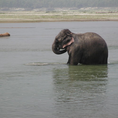 Elephant river bath, Chitwan