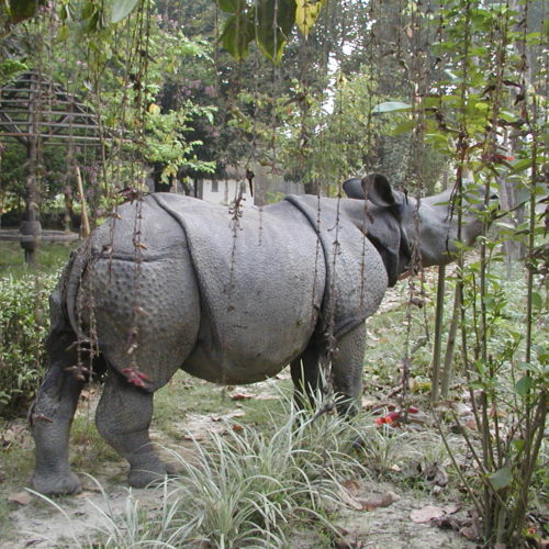 Rhino enters in the rhino lodge, chitwan