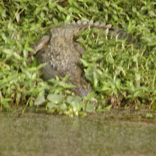 Crocodile Chitwan National Park