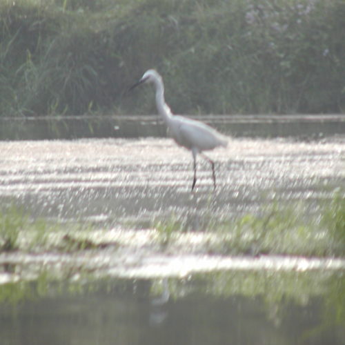 White bird looking for fish