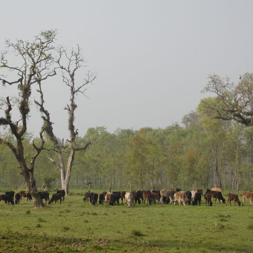 Cattle in Chitwan National park