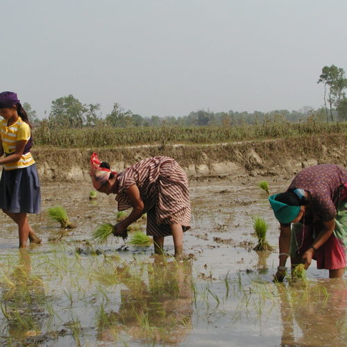 Rice planting in Chitwan