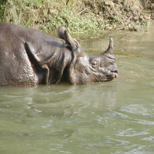 Rhino closer view