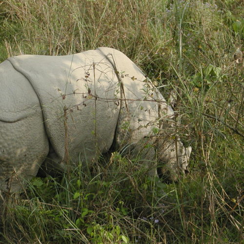 Rhino in bush, Chitwan